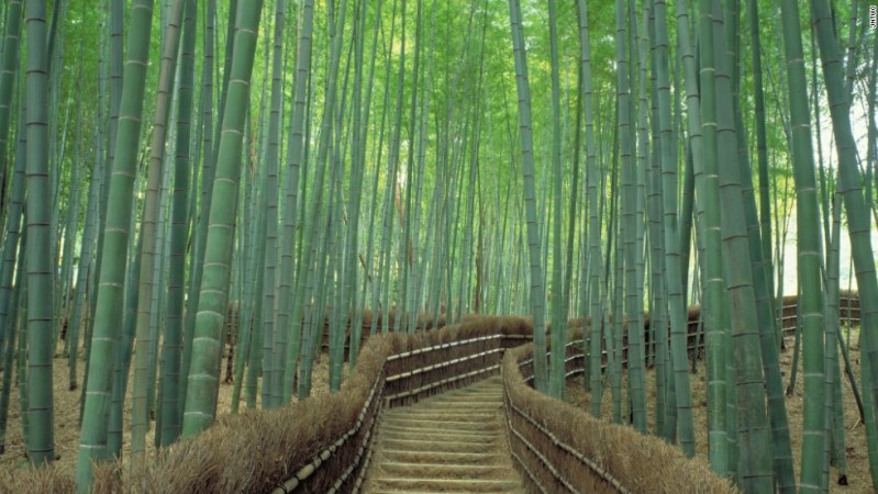 Bamboo Forest